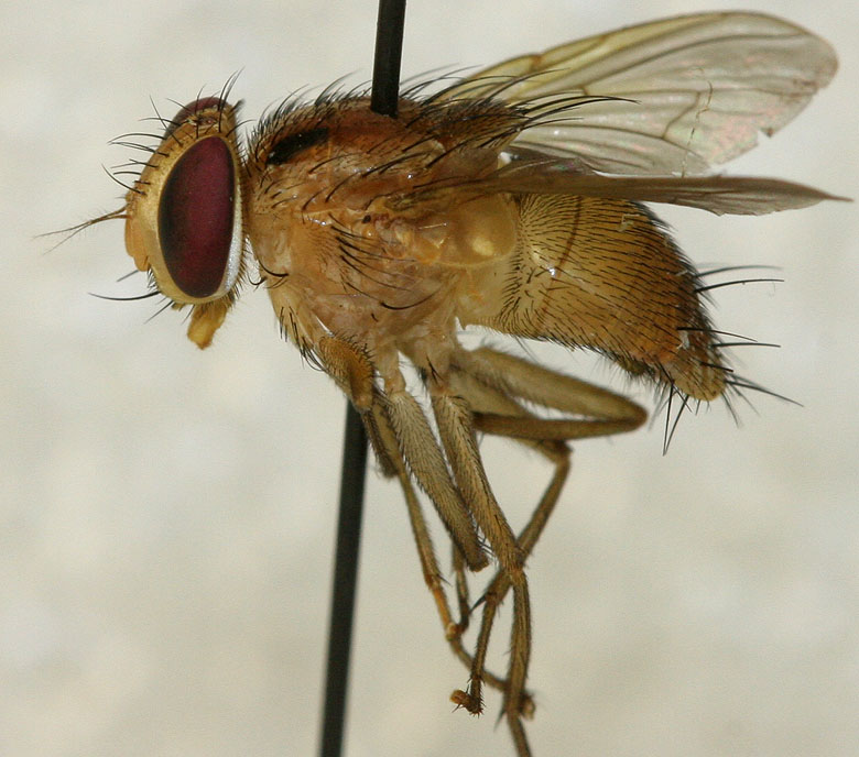Muscidae: Alluaudinella bivittata (male) (1)