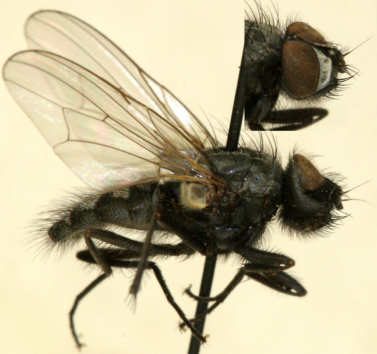 Muscidae: Hydrotaea hirticeps (male) (1)