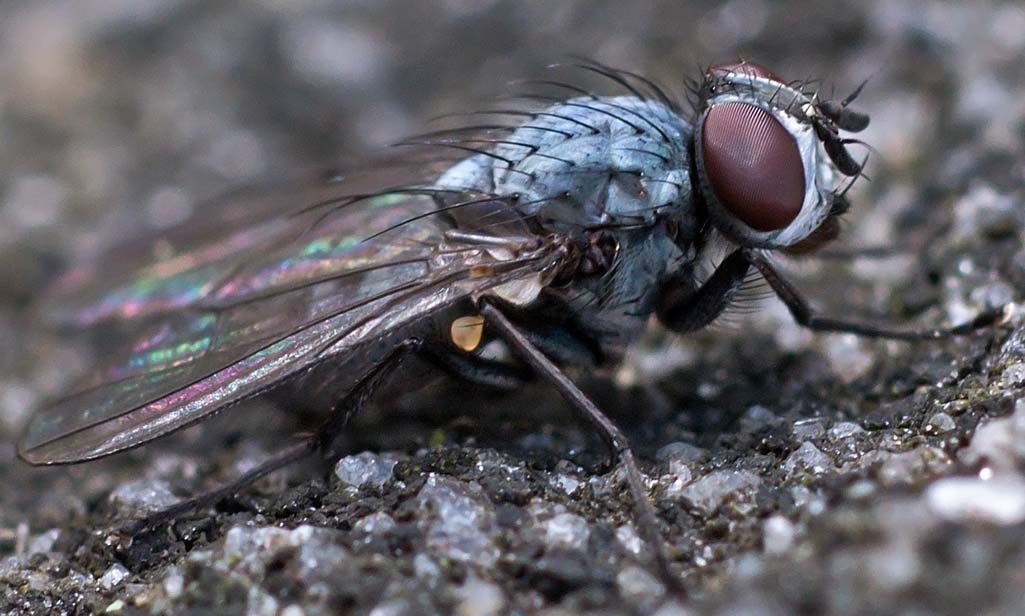 Muscidae: Spilogona solitariana (male) (1)