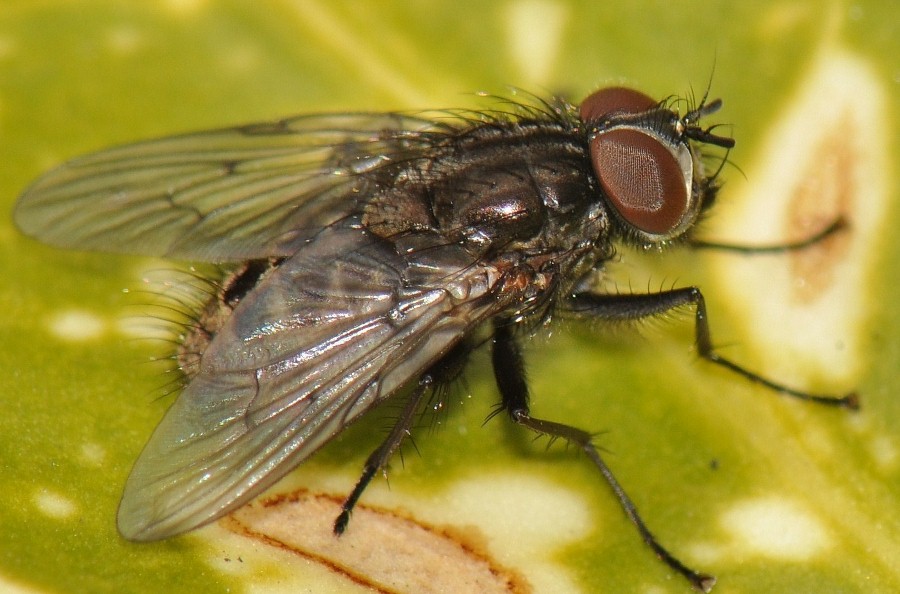 Muscidae: Helina evecta (male) (2)
