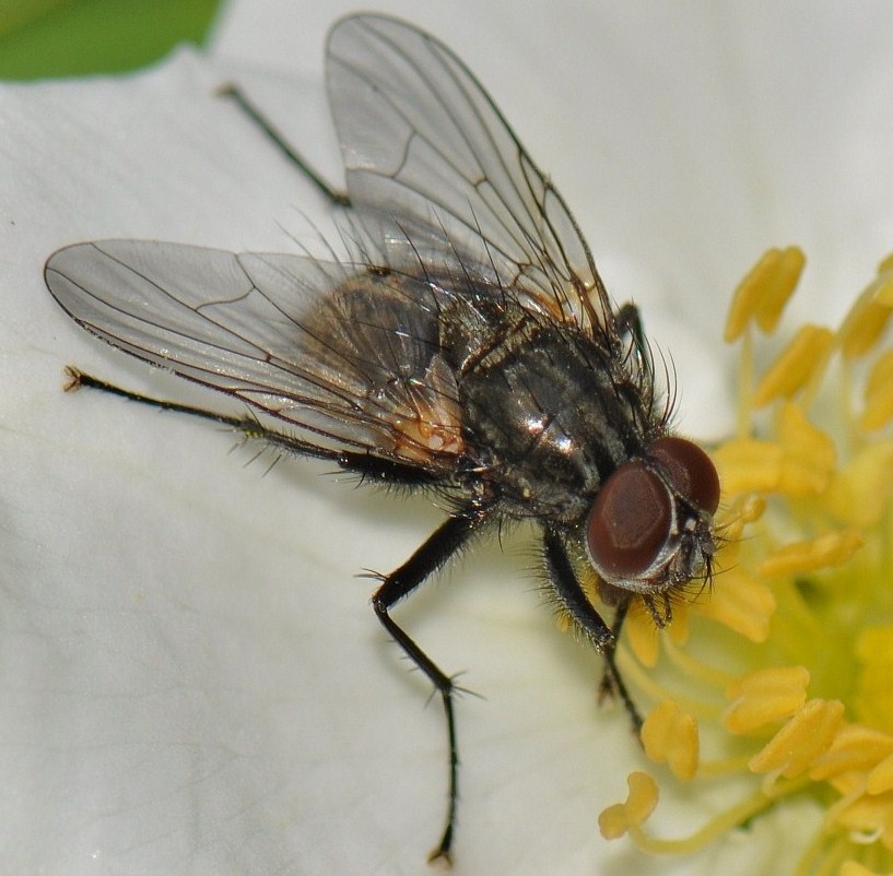 Muscidae: Phaonia serva (male) (1)