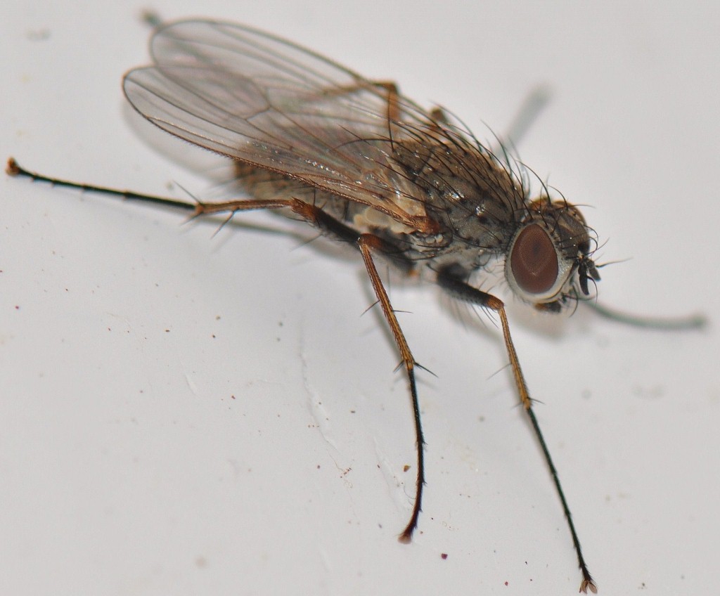 Muscidae: Macrorchis meditata (female) (3)