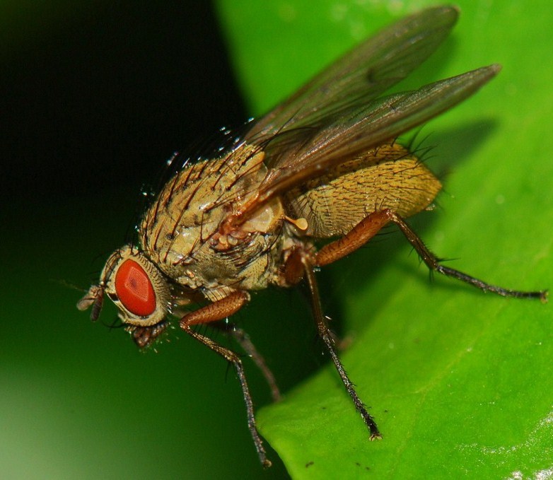 Muscidae: Helina impuncta (female) (4)