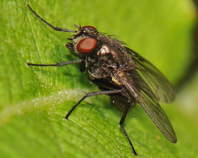 Muscidae: Hebecnema vespertina (female) (1)
