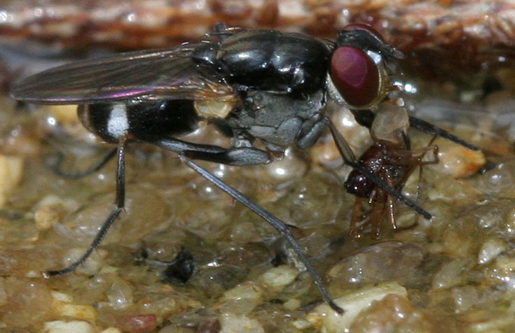 Muscidae: Lispe binotata (female) (2)