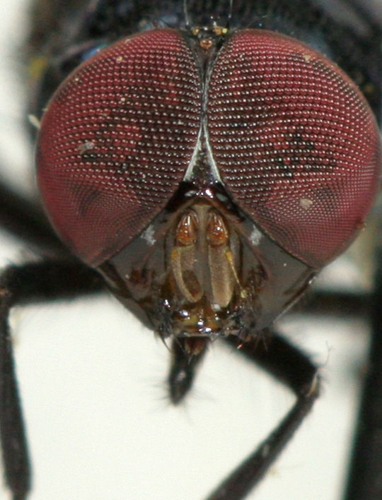 Muscidae: Biopyrellia bipuncta (male) (1)