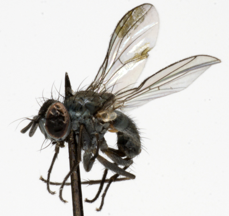 Muscidae: Coenosia agromyzina (2)