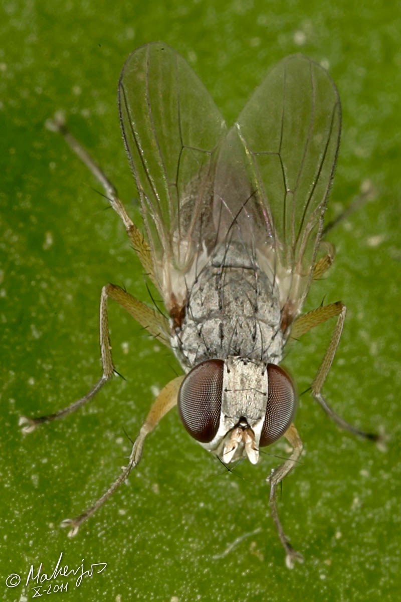 Muscidae: Coenosia attenuata (male) (4)