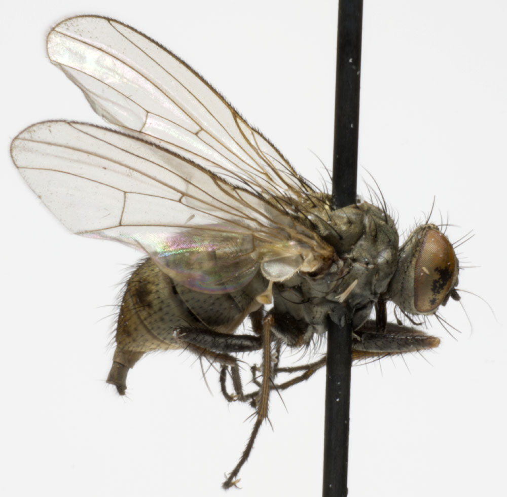 Muscidae: Coenosia humilis (2)