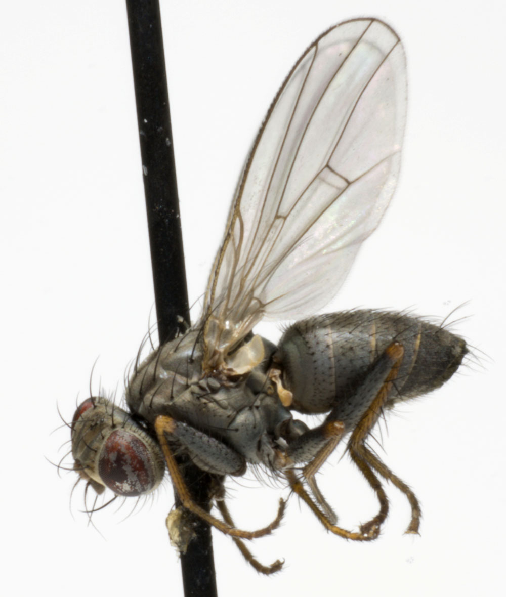Muscidae: Coenosia pumila (1)