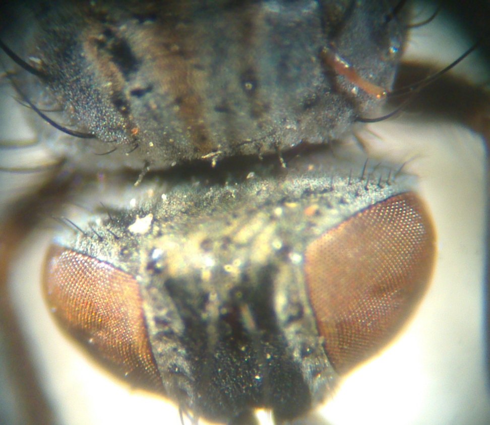 Muscidae: Coenosia stigmatica (female) (1)