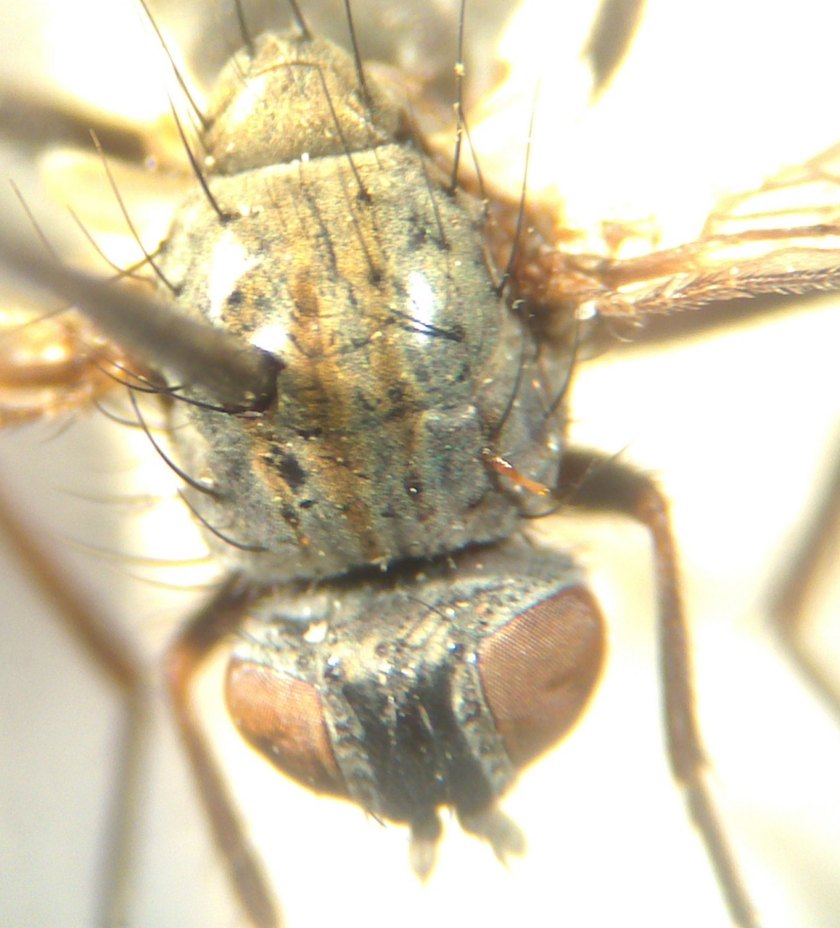 Muscidae: Coenosia stigmatica (female) (2)