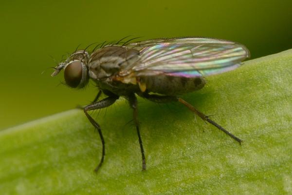 coenosiaacuticornis.jpg