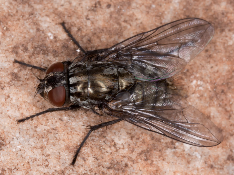Muscidae: Dasyphora albofasciata (female) (2)