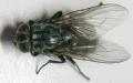 Muscina levida (female) (1)