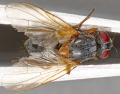 Mydaea flavicornis (female) (1)