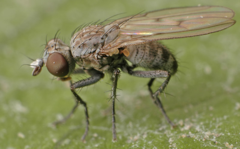 Muscidae: Schoenomyza litorella (male) (1)
