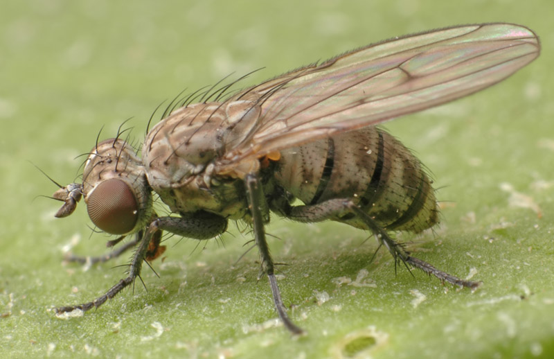 Muscidae: Schoenomyza litorella (female) (1)