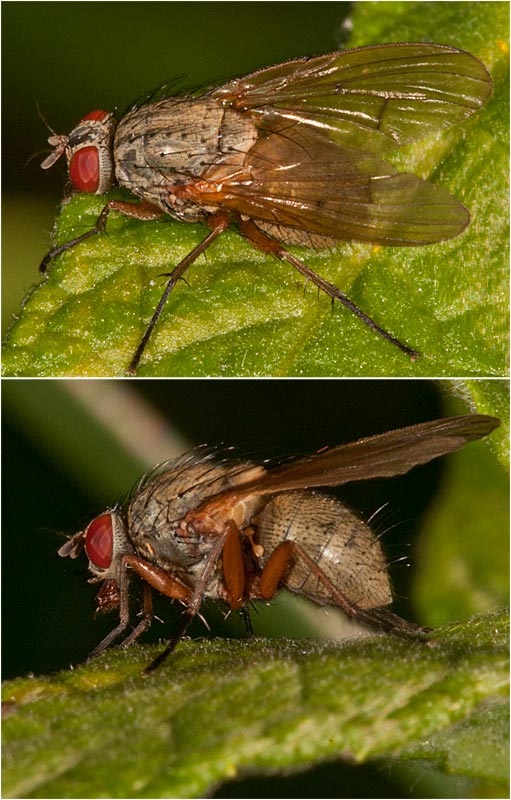 Muscidae: Helina impuncta (female) (1)