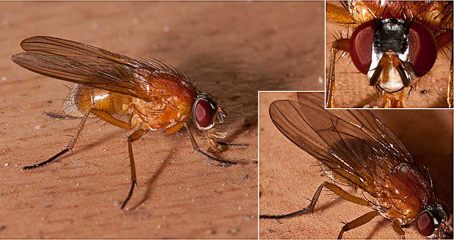 Muscidae: Thricops diaphanus (female) (4)