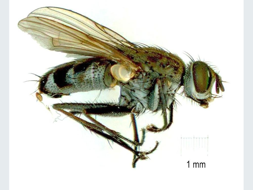 Muscidae: Lispe assimilis (male) (3)