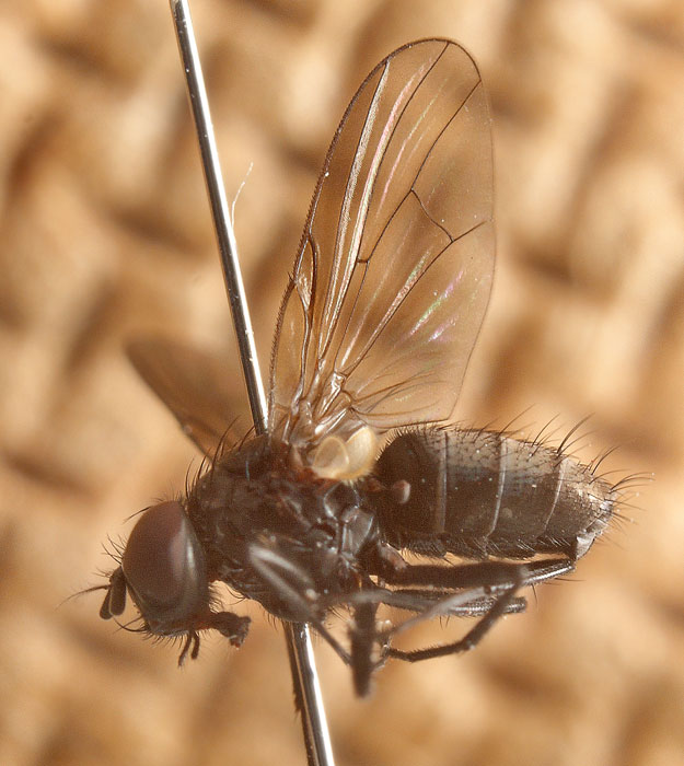 Muscidae: Hebecnema nigra (3)