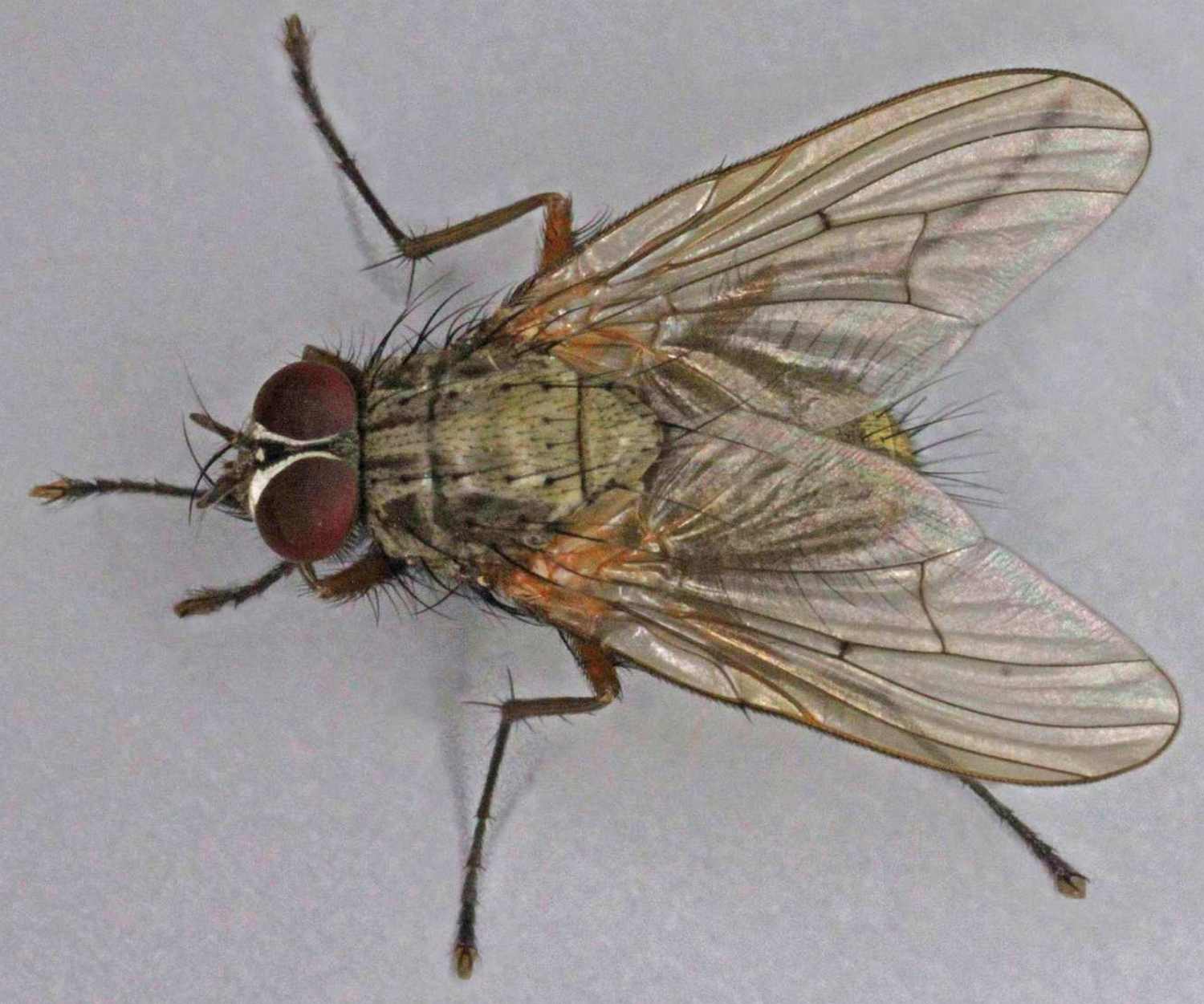 Muscidae: Helina depuncta (male) (2)