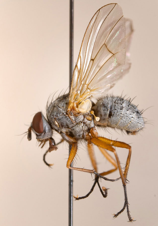 Muscidae: Helina impuncta (male) (4)