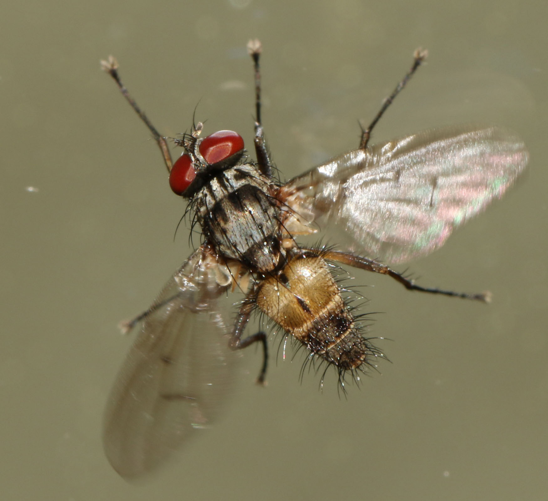 Muscidae: Helina sexmaculata (male) (3)