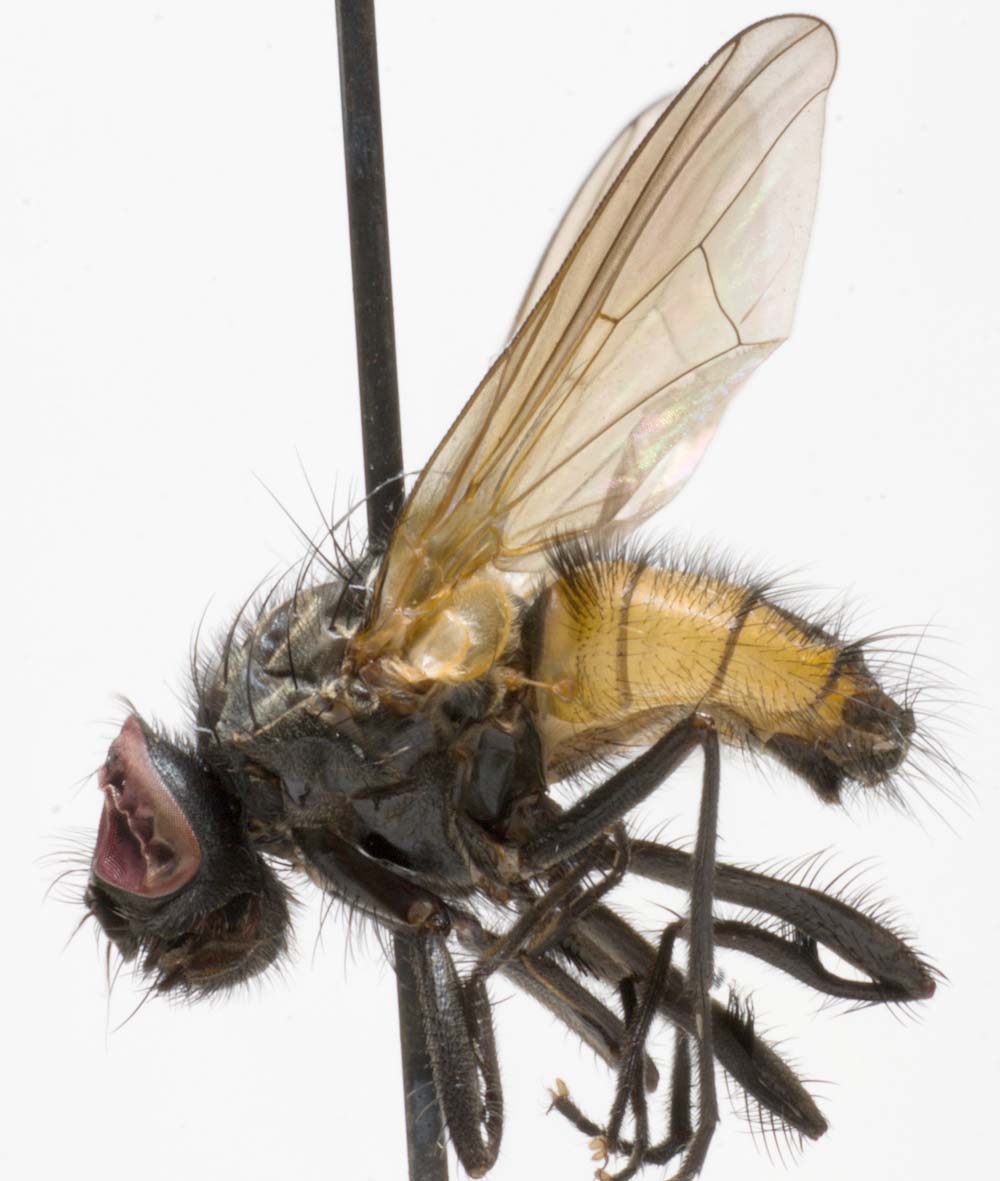 Muscidae: Hydrotaea borussica (male) (2)