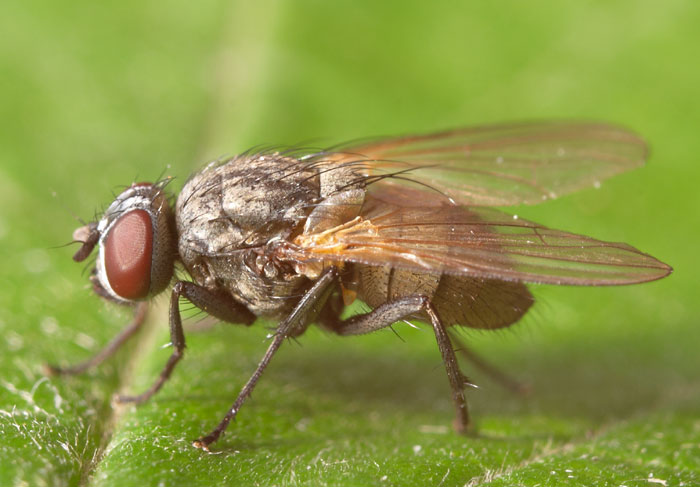 Muscidae: Hydrotaea cinerea (female) (2)