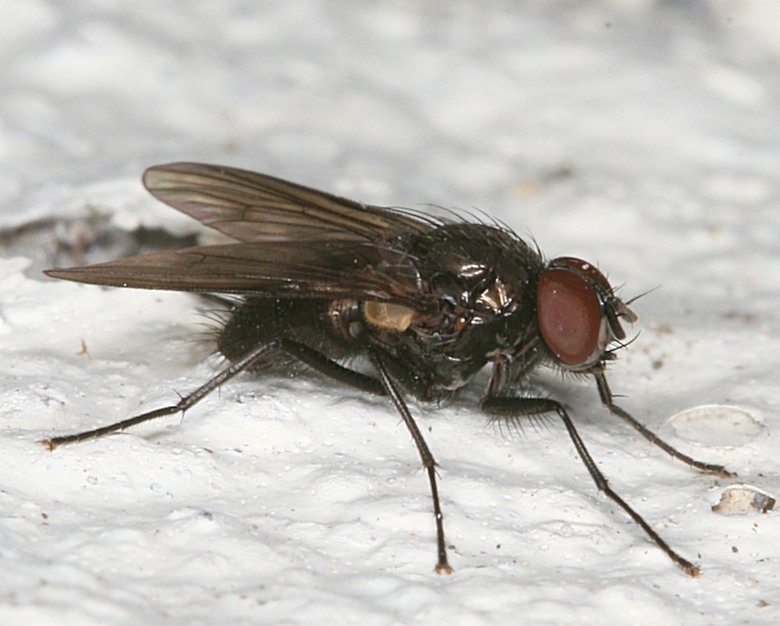Muscidae: Hebecnema nigra (2)
