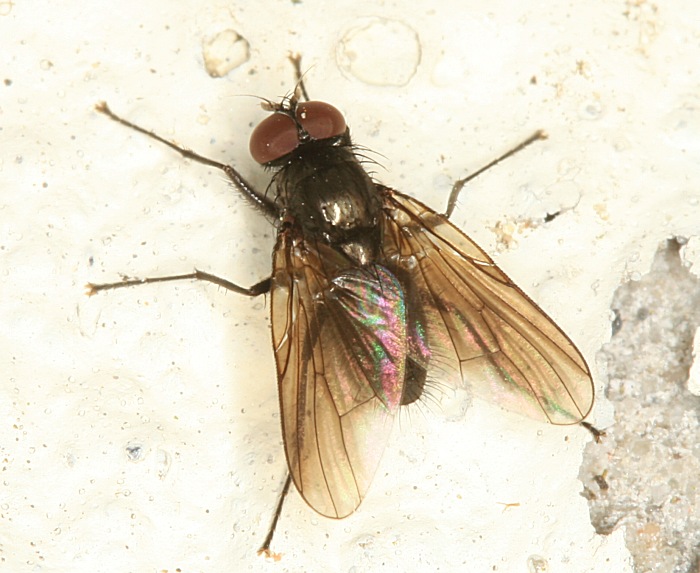 Muscidae: Hebecnema nigra (1)