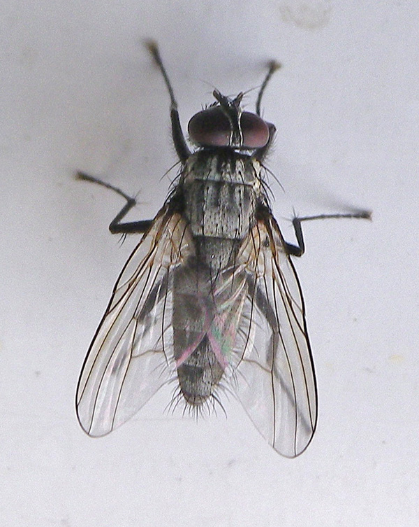 Muscidae: Potamia littoralis (male) (2)