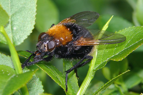 Muscidae: Mesembrina mystacea (female) (3)