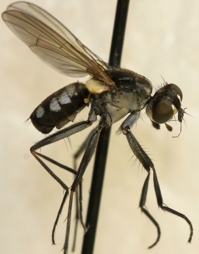 Muscidae: Lispe hennigi (male) (1)