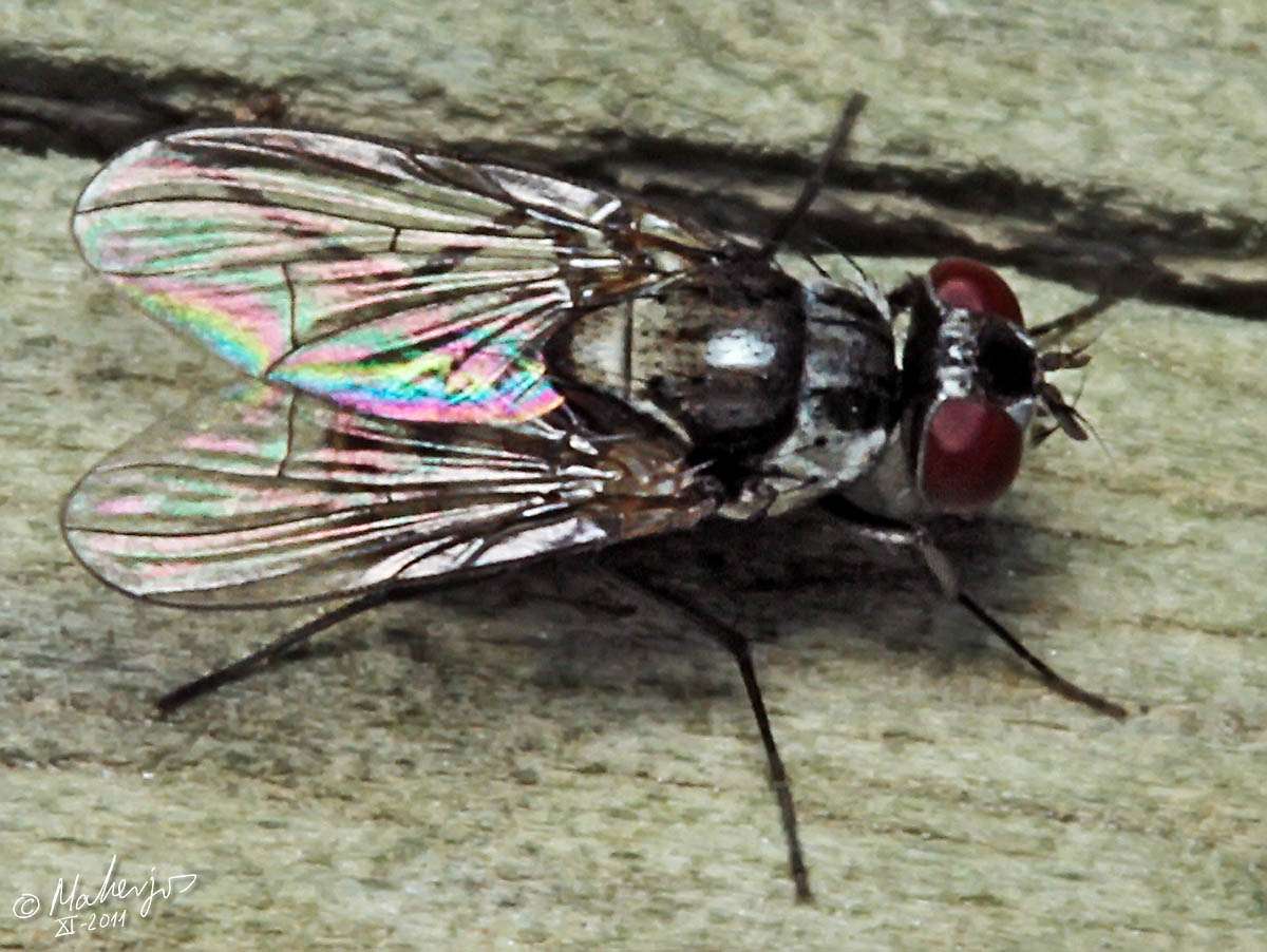 Muscidae: Limnophora flavitarsis (female) (1)