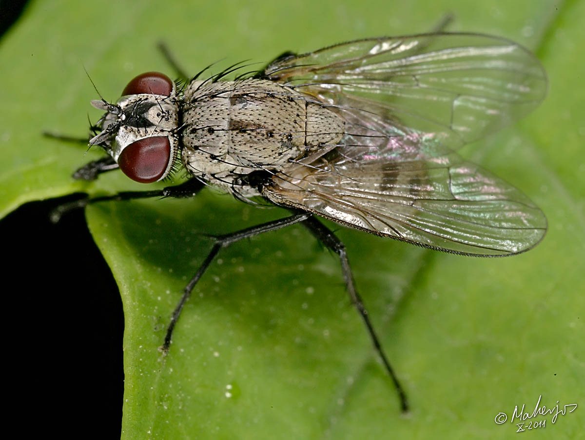 Muscidae: Limnophora quaterna (female) (1)