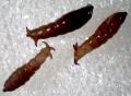 Limnophora riparia (pupa) (1)