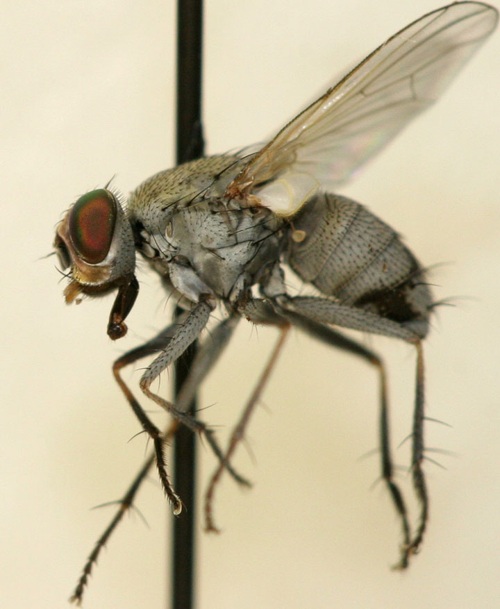 Muscidae: Lispe inaequalis (female) (1)