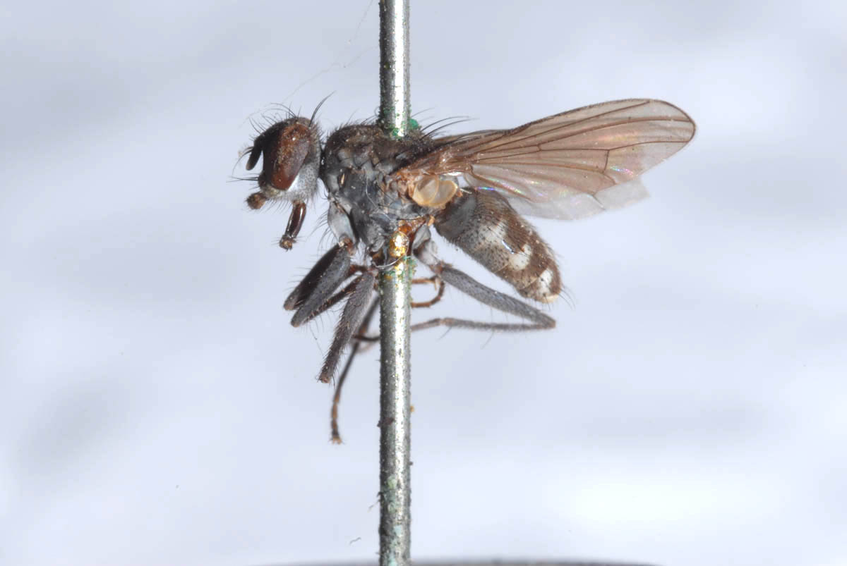 Muscidae: Lispe sericipalpis (male) (2)