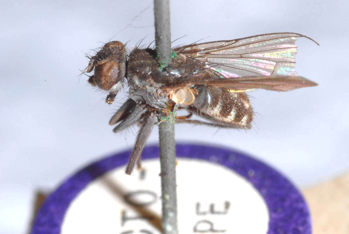 Muscidae: Lispe sericipalpis (male) (3)