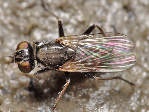 Muscidae: Lispe melaleuca (male) (3)