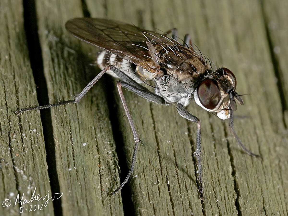 Muscidae: Lispe nana (male) (2)