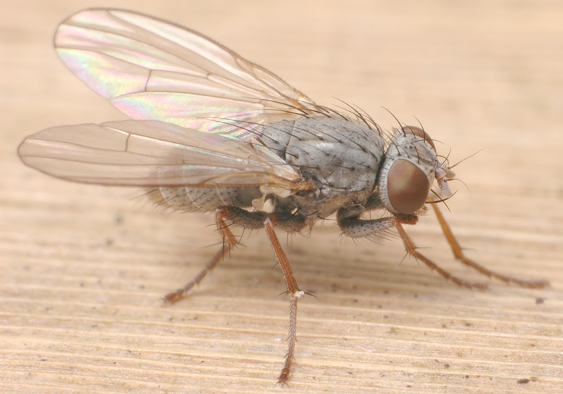 Muscidae: Lispocephala erythrocera (1)