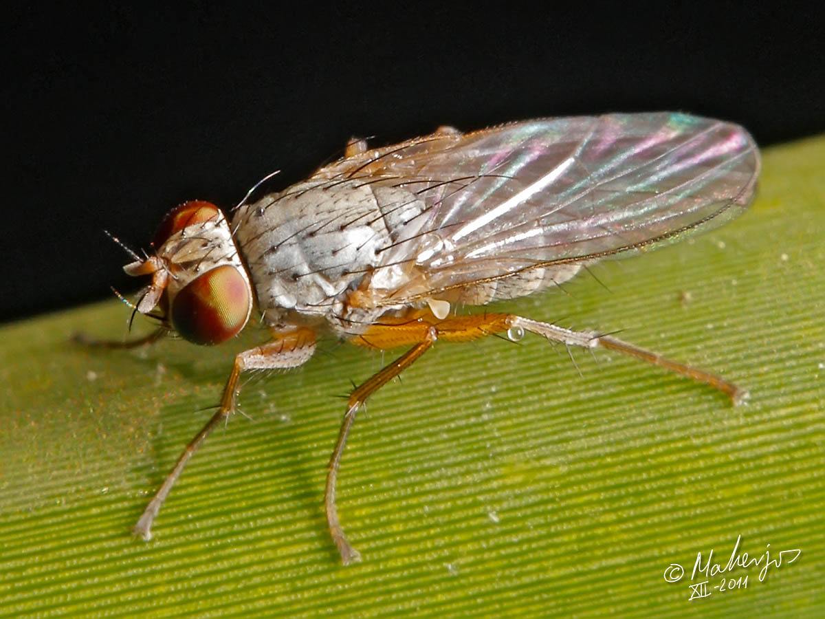 Muscidae: Lispocephala mikii (male) (2)