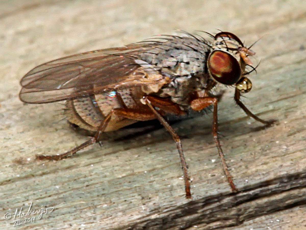 Muscidae: Lispocephala mikii (male) (3)
