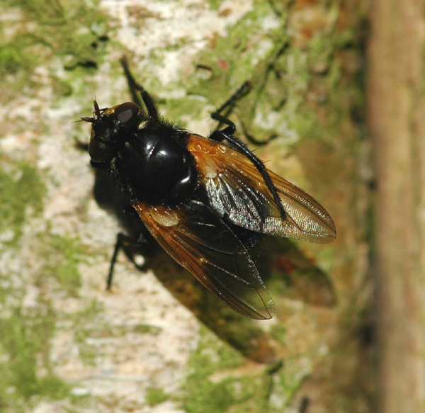 Muscidae: Mesembrina meridiana (female) (1)