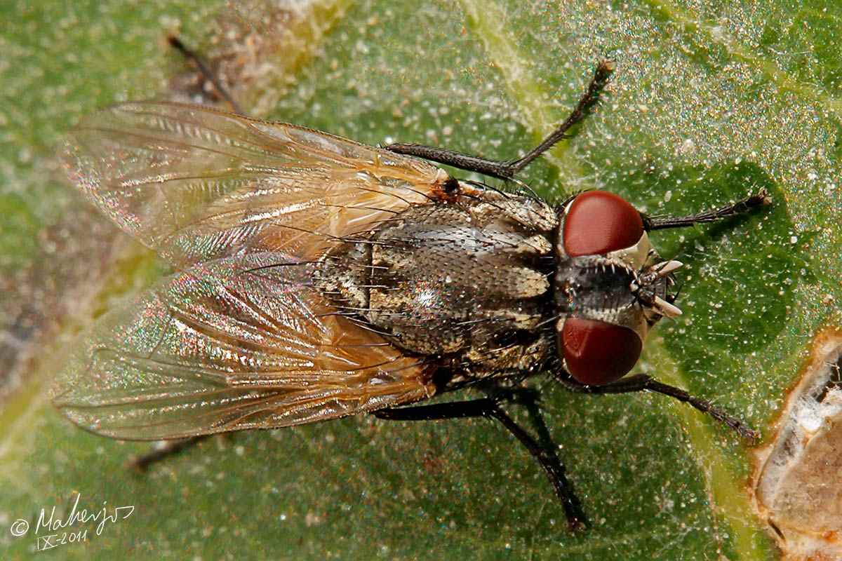 Muscidae: Musca domestica (female) (6)