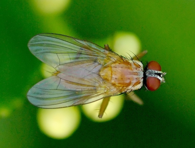 Muscidae: Achanthiptera rohrelliformis (2)